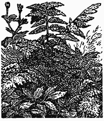 В краю непуганых птиц (сборник) - i_054.png