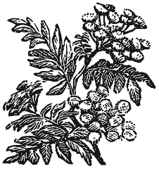 Том 2. Кащеева цепь. Мирская чаша - i_023.png