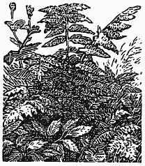 Том 2. Кащеева цепь. Мирская чаша - i_031.png