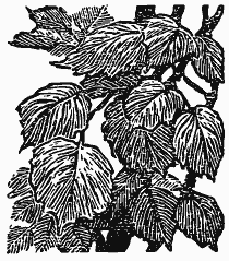 Том 3. Журавлиная родина. Календарь природы - i_003.png