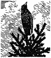 Том 3. Журавлиная родина. Календарь природы - i_009.png