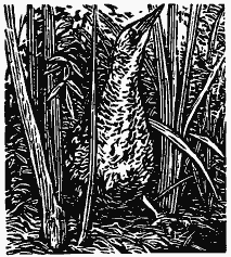 Том 3. Журавлиная родина. Календарь природы - i_010.png