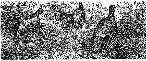 Том 3. Журавлиная родина. Календарь природы - i_012.png