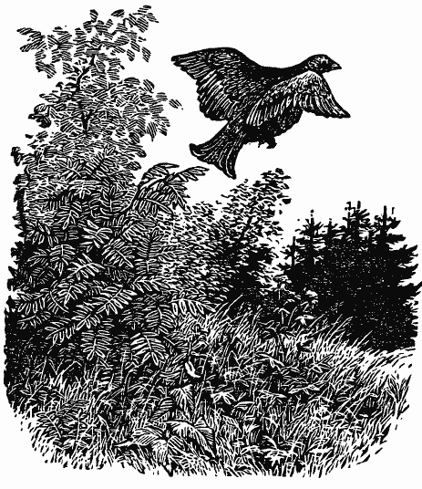 Том 3. Журавлиная родина. Календарь природы - i_015.png