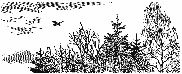 Том 3. Журавлиная родина. Календарь природы - i_016.png