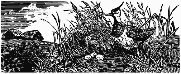 Том 3. Журавлиная родина. Календарь природы - i_017.png