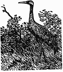 Том 3. Журавлиная родина. Календарь природы - i_025.png