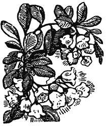 Том 3. Журавлиная родина. Календарь природы - i_028.png