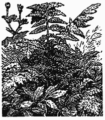 Том 3. Журавлиная родина. Календарь природы - i_029.png