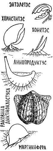 Путешествие по берегам морей, которых никто никогда не видел - i_021.jpg