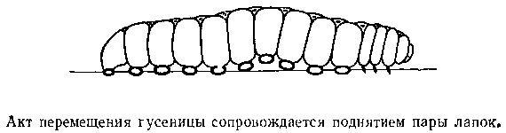 Живой кристалл - _37.jpg