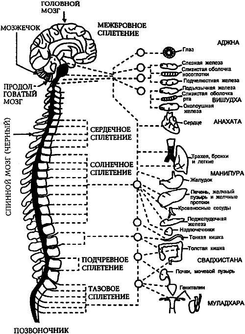 Практическое целительство. Исцеление через гармонию - _28.jpg