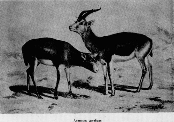 От Кульджи за Тянь-Шань и на Лоб-Нор - i_013.jpg