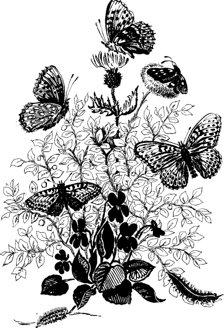 Необыкновенный махаон - i_019.png