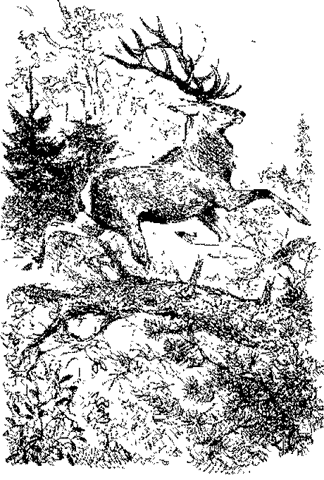 Песни черного дрозда (сборник) - pic_13.png