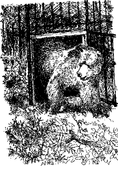 Песни черного дрозда (сборник) - pic_19.png