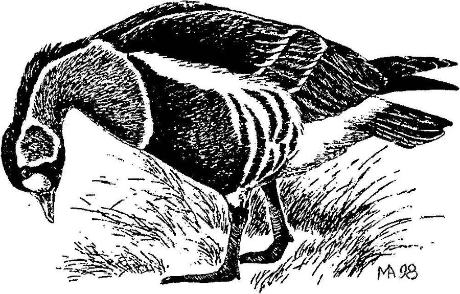 Я познаю мир. Арктика и Антарктика - _140.jpg