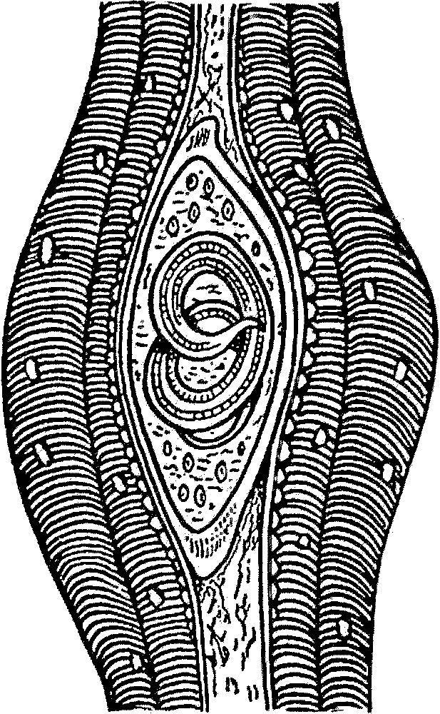 Я познаю мир. Арктика и Антарктика - _101.jpg