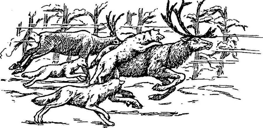 Я познаю мир. Арктика и Антарктика - _136.jpg