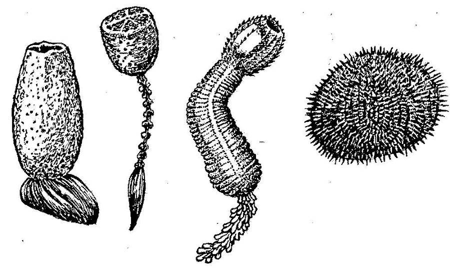 Я познаю мир. Арктика и Антарктика - _155.jpg
