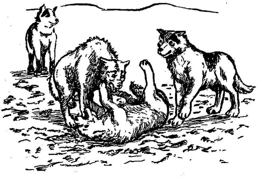 Я познаю мир. Арктика и Антарктика - _137.jpg