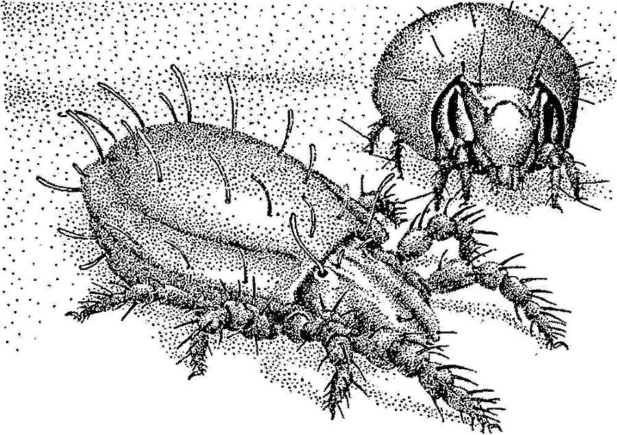 Я познаю мир. Арктика и Антарктика - _152.jpg