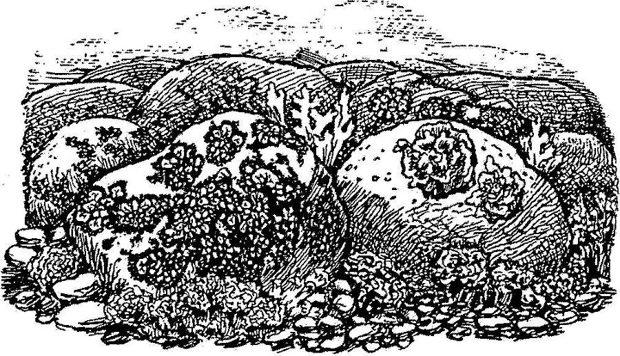 Я познаю мир. Арктика и Антарктика - _153.jpg