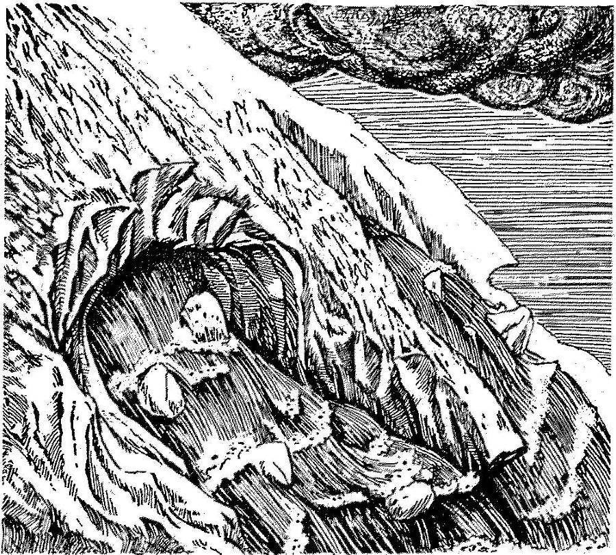 Я познаю мир. Арктика и Антарктика - _50.jpg