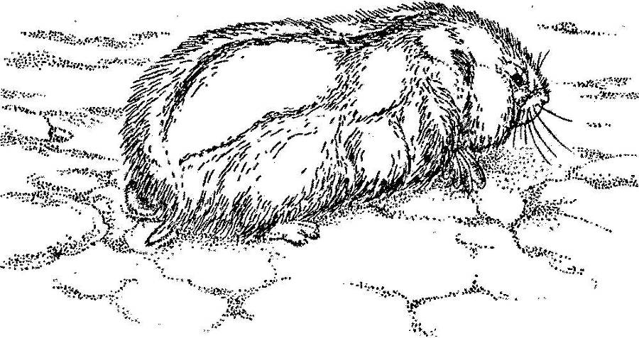 Я познаю мир. Арктика и Антарктика - _132.jpg