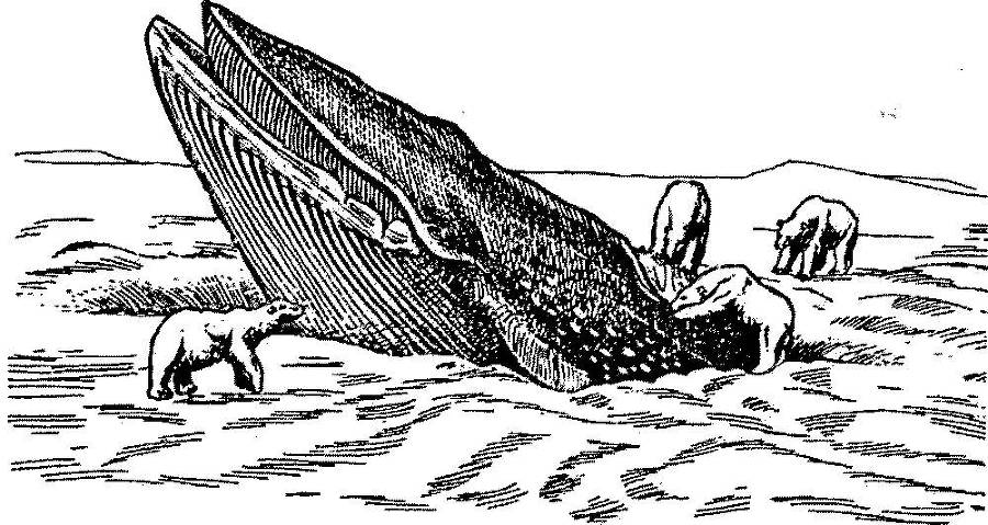 Я познаю мир. Арктика и Антарктика - _93.jpg