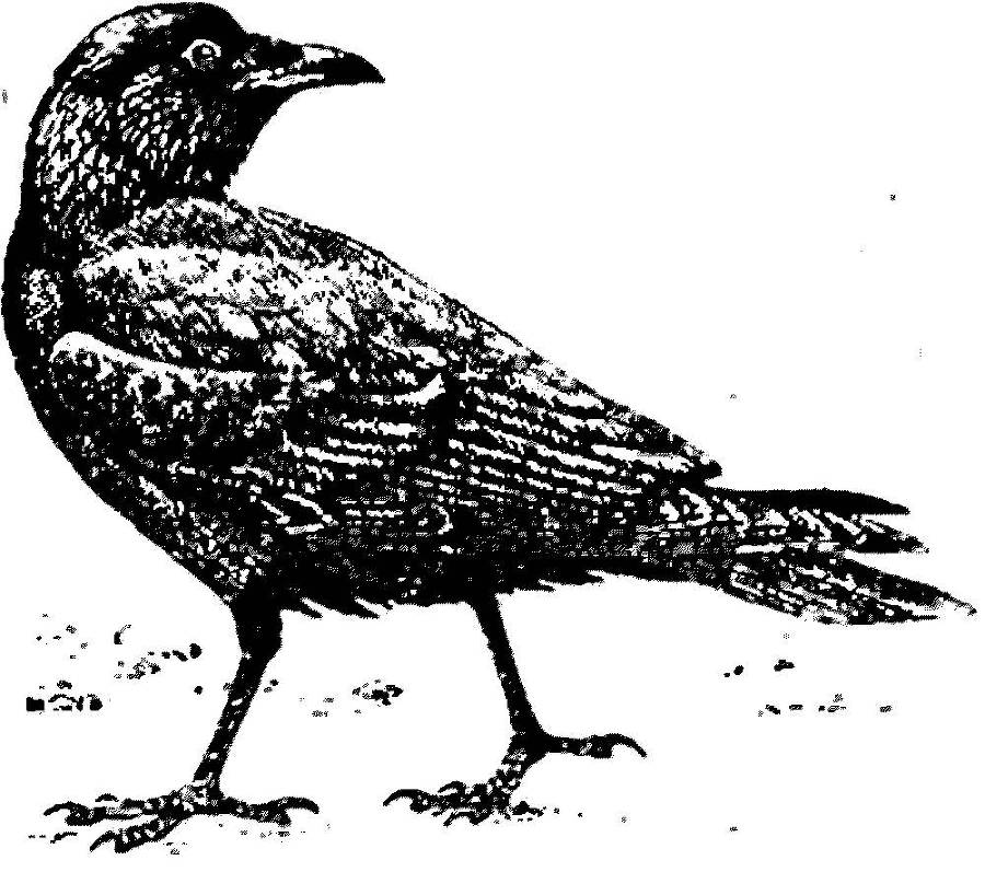 Я познаю мир. Арктика и Антарктика - _94.jpg