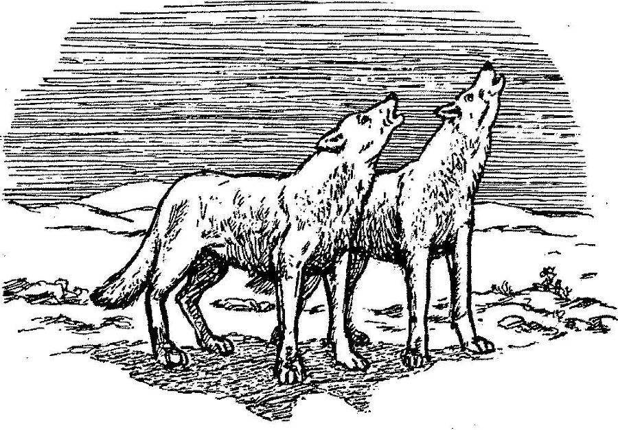 Я познаю мир. Арктика и Антарктика - _138.jpg