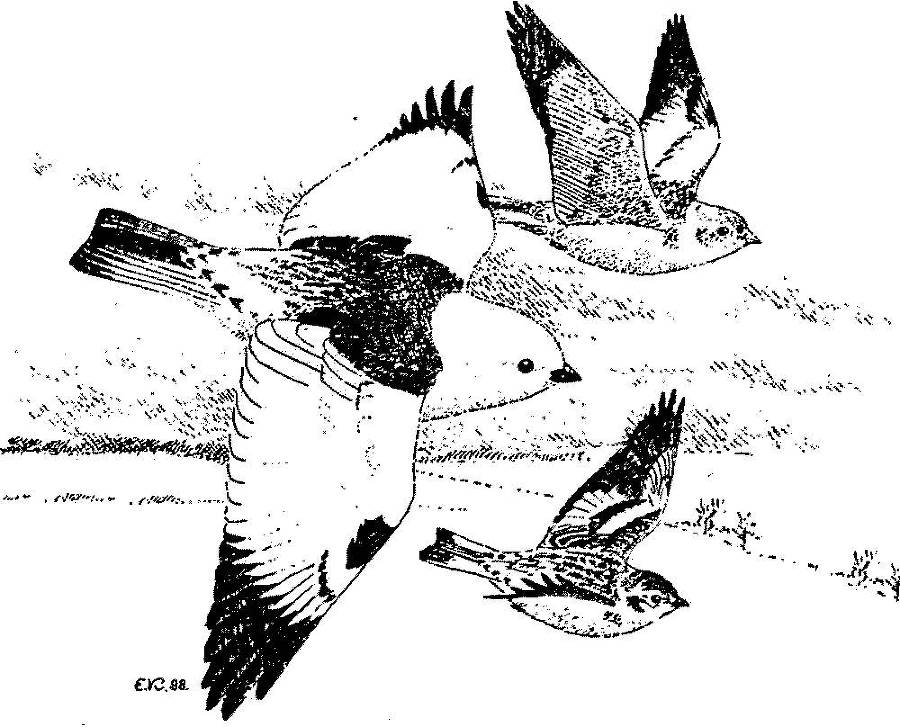 Я познаю мир. Арктика и Антарктика - _139.jpg