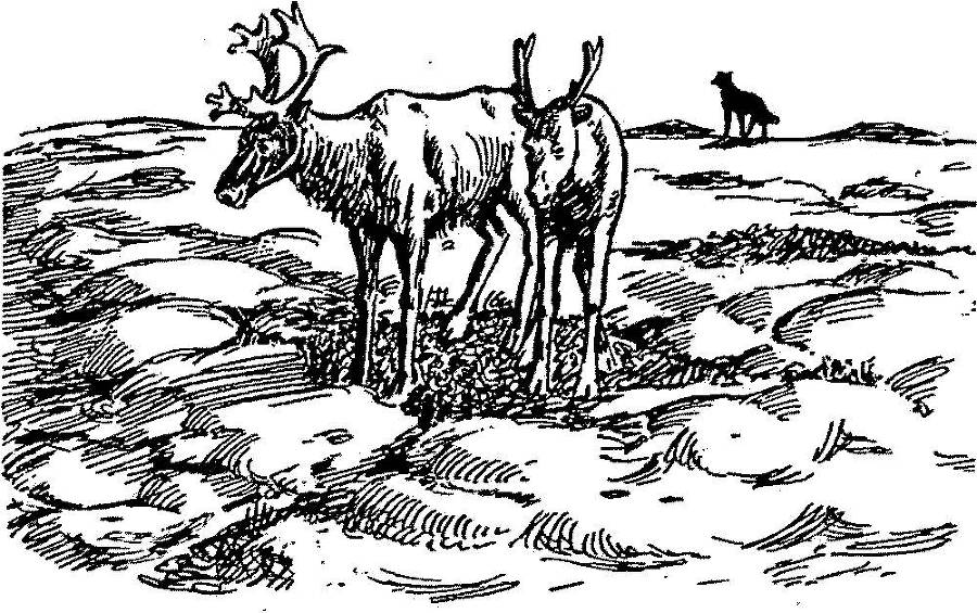 Я познаю мир. Арктика и Антарктика - _135.jpg