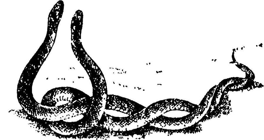 Я познаю мир. Змеи, крокодилы, черепахи - _62.jpg