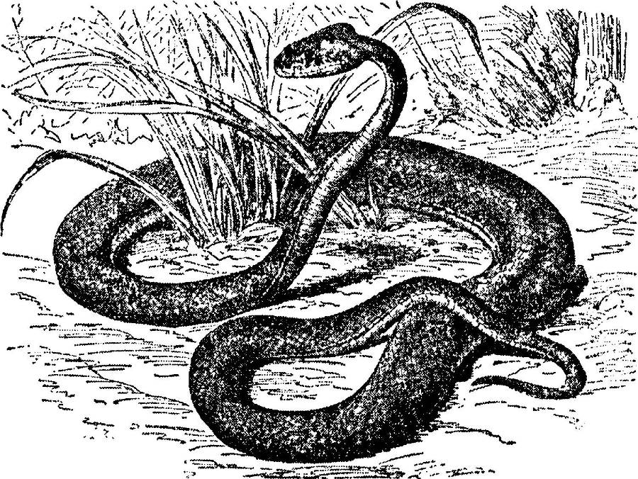 Я познаю мир. Змеи, крокодилы, черепахи - _104.jpg