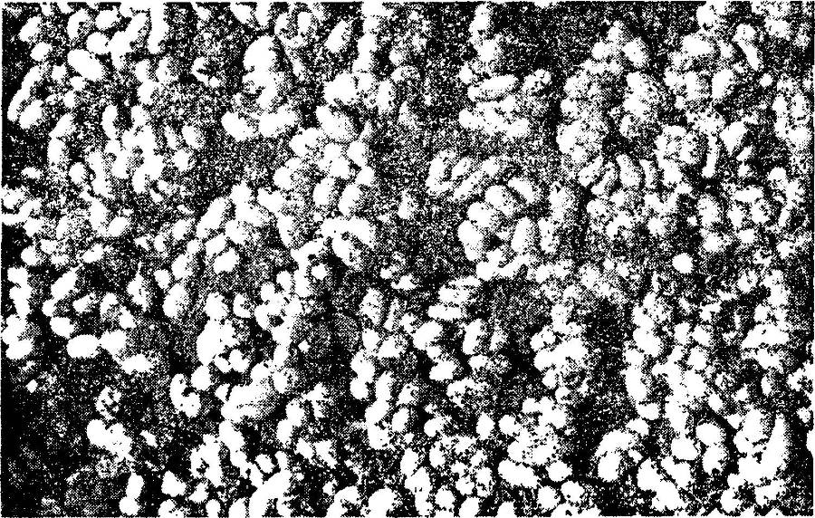 Я познаю мир. Змеи, крокодилы, черепахи - _64.jpg