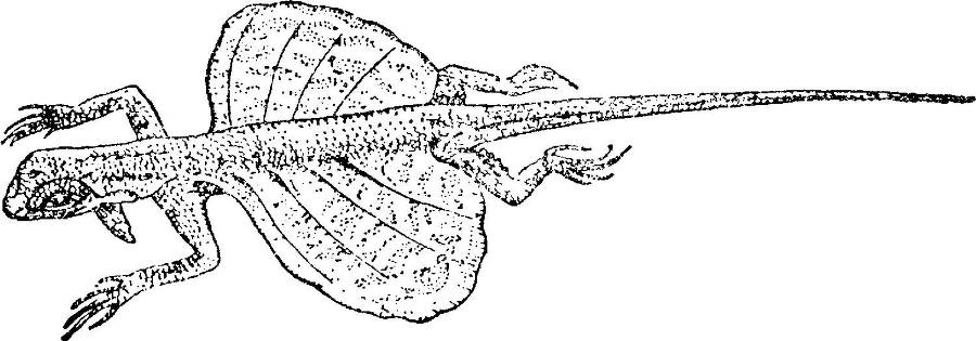 Я познаю мир. Змеи, крокодилы, черепахи - _78.jpg