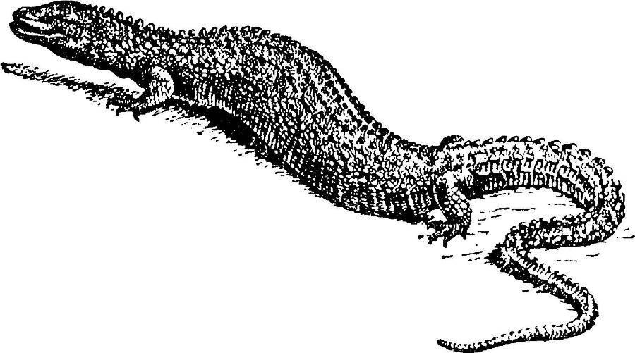 Я познаю мир. Змеи, крокодилы, черепахи - _94.jpg