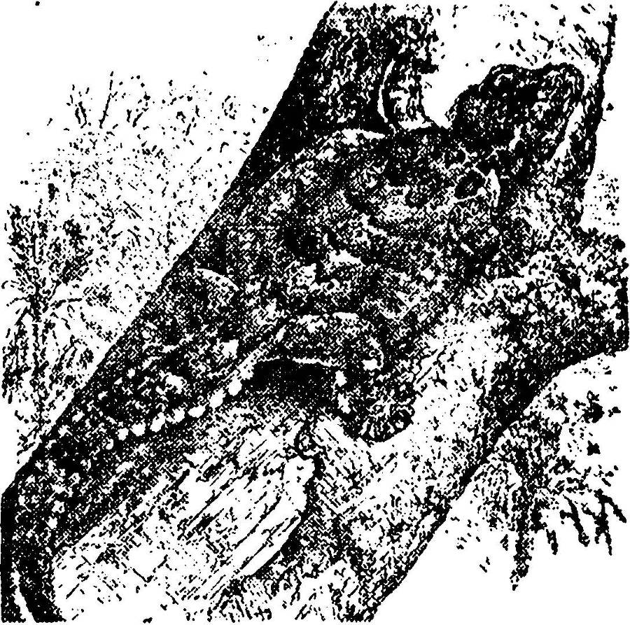 Я познаю мир. Змеи, крокодилы, черепахи - _79.jpg