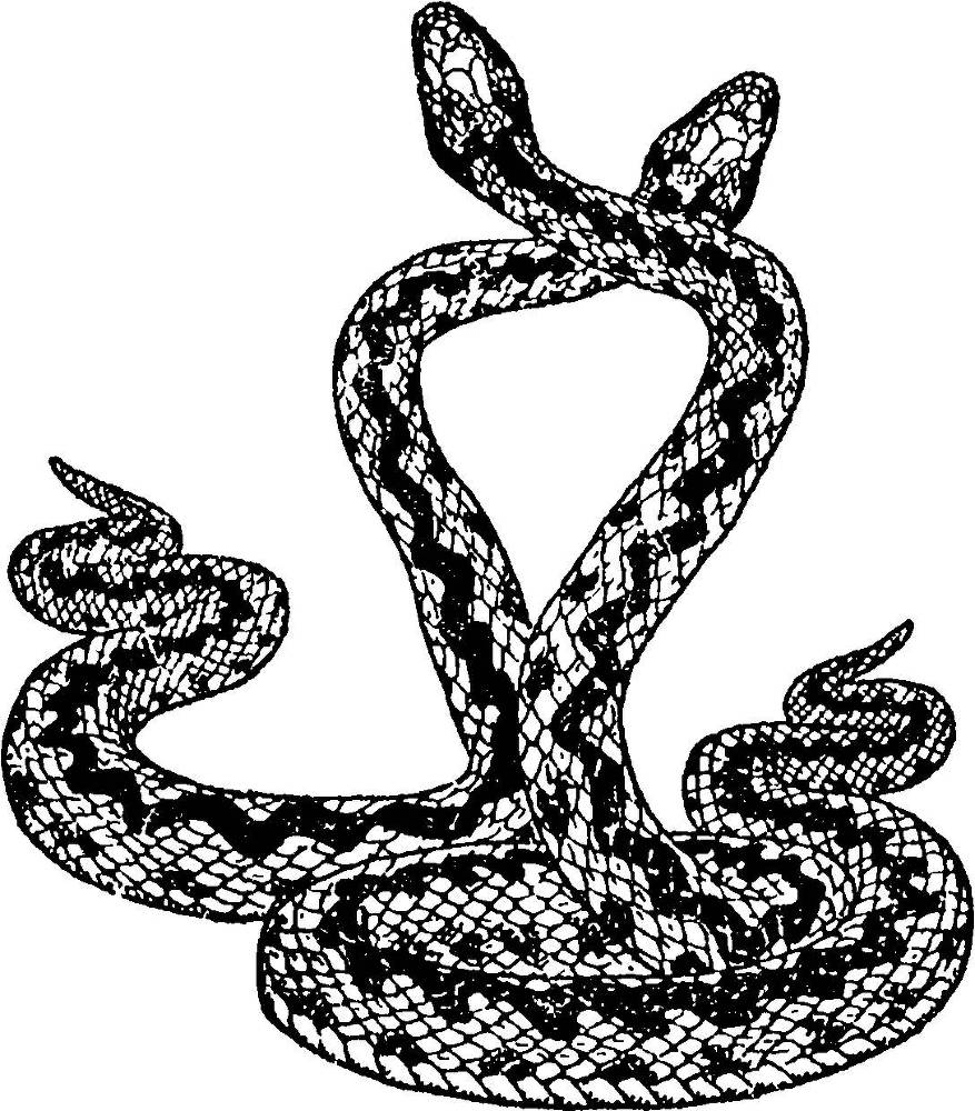 Я познаю мир. Змеи, крокодилы, черепахи - _61.jpg