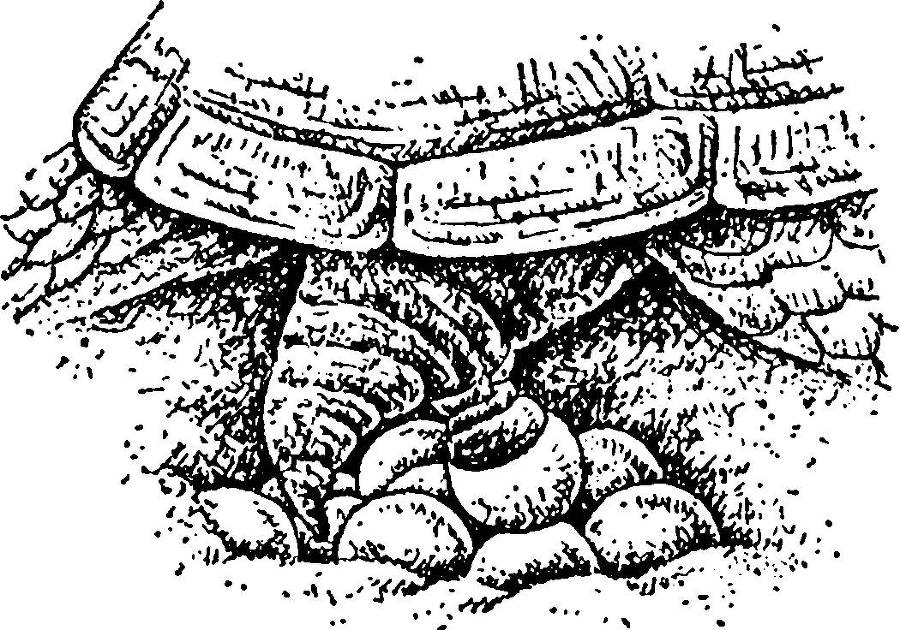 Я познаю мир. Змеи, крокодилы, черепахи - _65.jpg