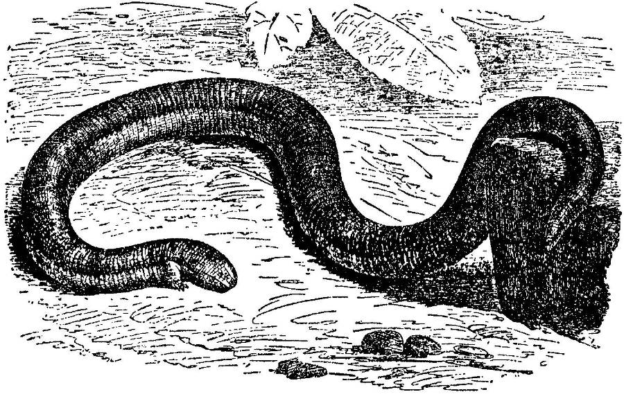 Я познаю мир. Змеи, крокодилы, черепахи - _96.jpg