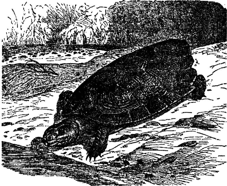 Я познаю мир. Змеи, крокодилы, черепахи - _66.jpg