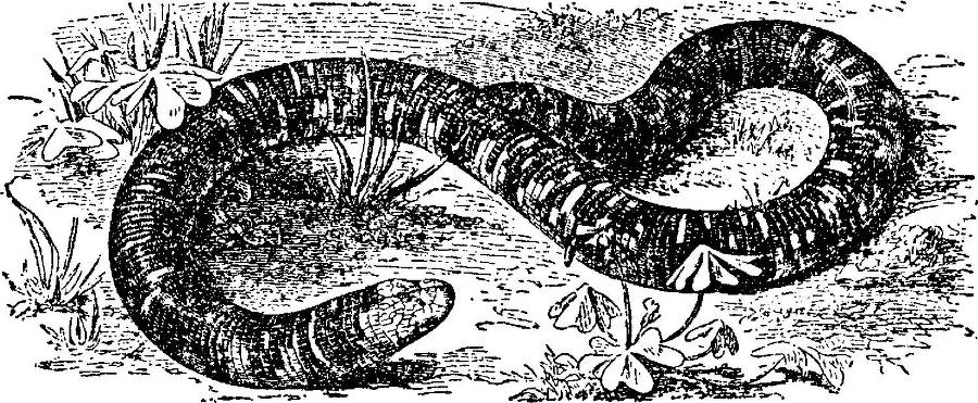 Я познаю мир. Змеи, крокодилы, черепахи - _95.jpg