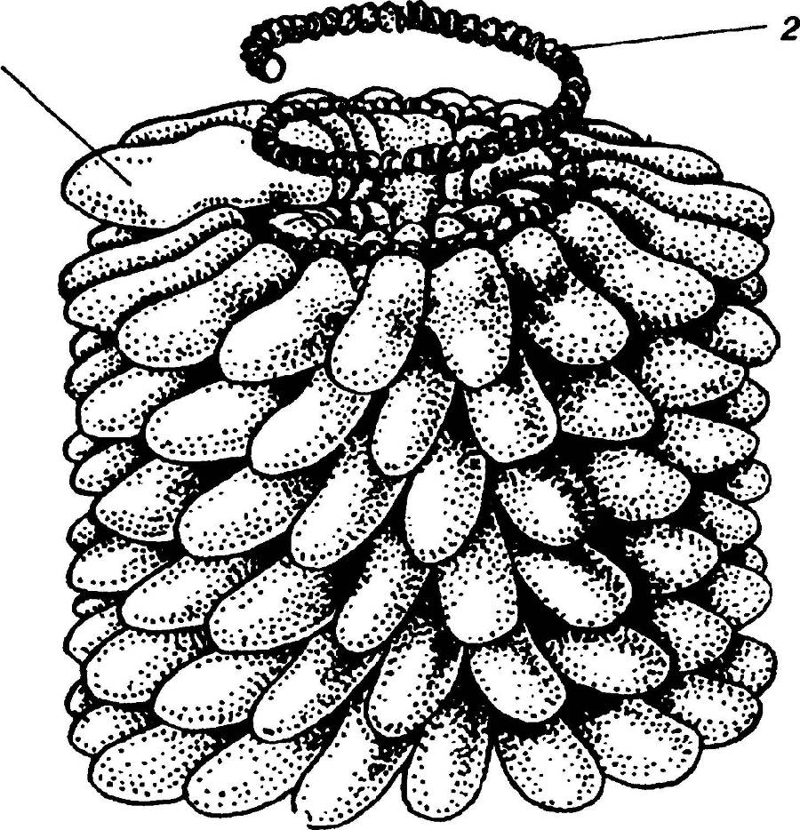 Я познаю мир. Вирусы и болезни - _61.jpg