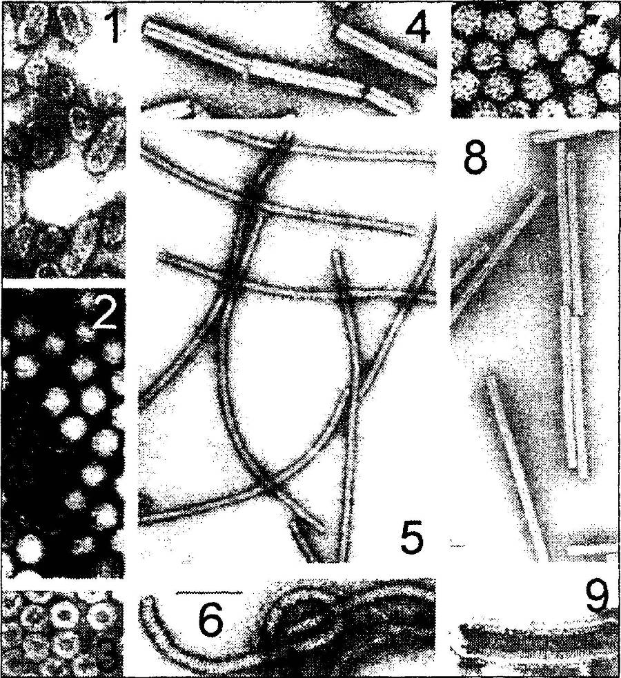 Я познаю мир. Вирусы и болезни - _60.jpg