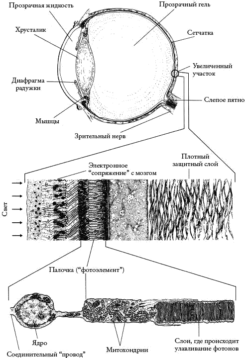Слепой часовщик. Как эволюция доказывает отсутствие замысла во Вселенной - _049.png