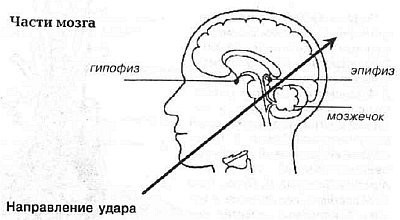 Aнатомия жизни и смерти. Жизненно важные точки на теле человека - _107.jpg