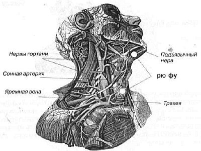 Aнатомия жизни и смерти. Жизненно важные точки на теле человека - _116.jpg